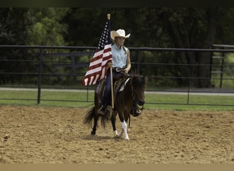 More ponies/small horses, Gelding, 4 years, 10 hh, Pinto