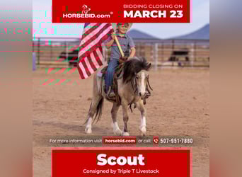 More ponies/small horses, Gelding, 4 years, 10,1 hh, Buckskin