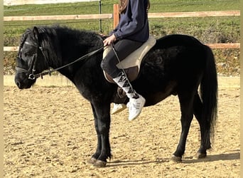 More ponies/small horses, Gelding, 4 years, 11.1 hh, Black