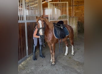 More ponies/small horses, Gelding, 4 years, 11.1 hh, Chestnut-Red