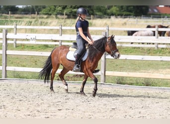 More ponies/small horses, Gelding, 4 years, 11.2 hh, Brown