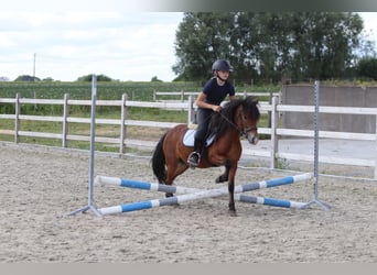 More ponies/small horses, Gelding, 4 years, 11.2 hh, Brown