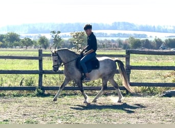 More ponies/small horses, Gelding, 4 years, 11.2 hh, Grey-Dapple