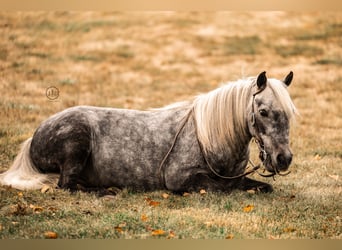 More ponies/small horses, Gelding, 4 years, 11 hh, Grey