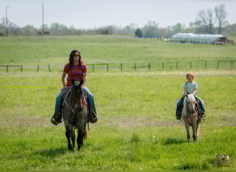 More ponies/small horses, Gelding, 4 years, 11 hh, Palomino