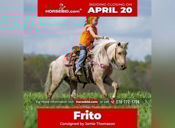 More ponies/small horses, Gelding, 4 years, 11 hh, Palomino