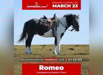 More ponies/small horses, Gelding, 4 years, 11 hh, Pinto