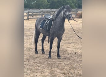 More ponies/small horses, Gelding, 4 years, 12.2 hh, Grey-Dapple