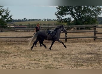 More ponies/small horses, Gelding, 4 years, 12.2 hh, Grey-Dapple