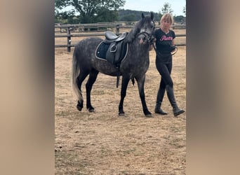 More ponies/small horses, Gelding, 4 years, 12.2 hh, Grey-Dapple