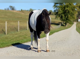 More ponies/small horses, Gelding, 4 years, 12 hh, Pinto