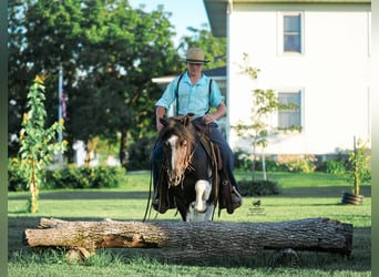 More ponies/small horses, Gelding, 4 years, 12 hh