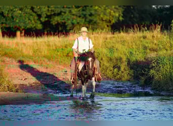 More ponies/small horses, Gelding, 4 years, 12 hh