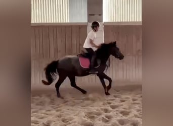 More ponies/small horses, Gelding, 4 years, 12,1 hh, Grey-Dark-Tan
