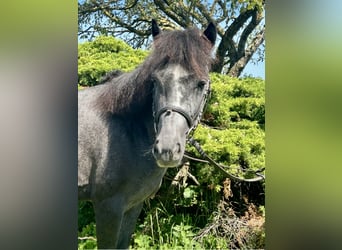 More ponies/small horses, Gelding, 4 years, 12,1 hh, Grey-Dark-Tan