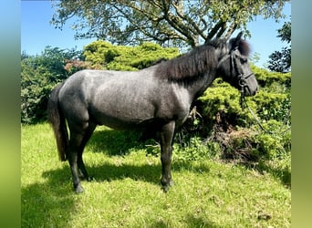 More ponies/small horses, Gelding, 4 years, 12,1 hh, Grey-Dark-Tan