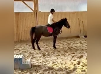 More ponies/small horses, Gelding, 4 years, 12,1 hh, Grey-Dark-Tan
