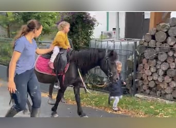More ponies/small horses, Gelding, 4 years, 12,1 hh, Grey-Dark-Tan