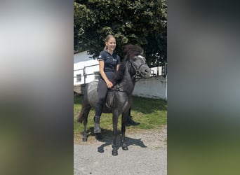 More ponies/small horses, Gelding, 4 years, 12,1 hh, Grey-Dark-Tan