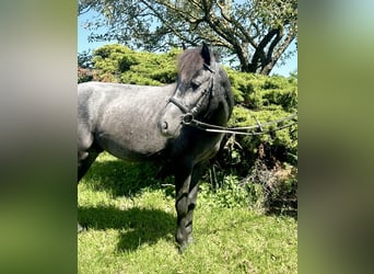 More ponies/small horses, Gelding, 4 years, 12,1 hh, Grey-Dark-Tan