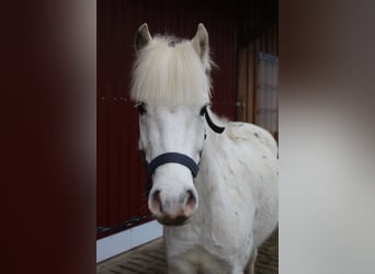 More ponies/small horses Mix, Gelding, 4 years, 12,1 hh, Grey