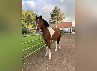 More ponies/small horses Mix, Gelding, 4 years, 12,1 hh, Pinto