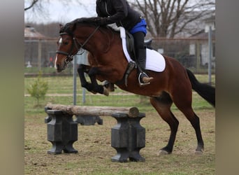 More ponies/small horses, Gelding, 4 years, 13.2 hh, Bay