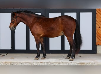 More ponies/small horses, Gelding, 4 years, 13.2 hh, Bay