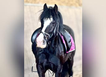 More ponies/small horses, Gelding, 4 years, 13.2 hh, Black