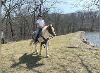 More ponies/small horses, Gelding, 4 years, 13.2 hh, Pinto