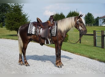 More ponies/small horses, Gelding, 4 years, 13.2 hh