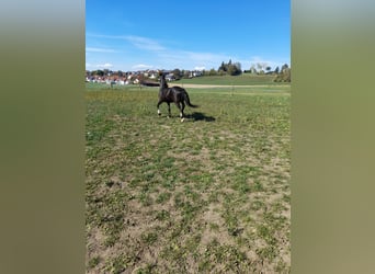 More ponies/small horses Mix, Gelding, 4 years, 13.3 hh, Black