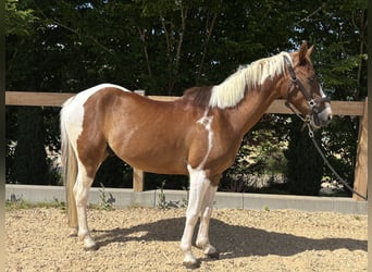 More ponies/small horses, Gelding, 4 years, 13.3 hh, Pinto