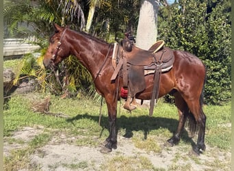 More ponies/small horses, Gelding, 4 years, 13 hh, Bay
