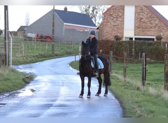 More ponies/small horses, Gelding, 4 years, 13 hh, Brown