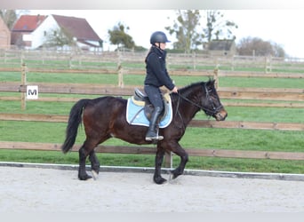More ponies/small horses, Gelding, 4 years, 13 hh, Brown