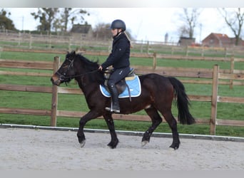 More ponies/small horses, Gelding, 4 years, 13 hh, Brown
