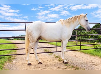 More ponies/small horses, Gelding, 4 years, 13 hh, Grey