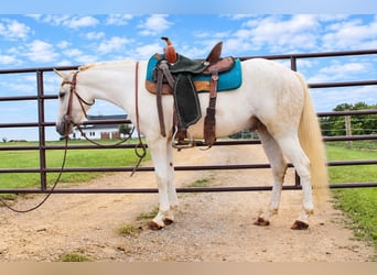 More ponies/small horses, Gelding, 4 years, 13 hh, Grey
