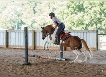 More ponies/small horses, Gelding, 4 years, 13 hh, Pinto