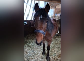 More ponies/small horses, Gelding, 4 years, 13,1 hh, Brown