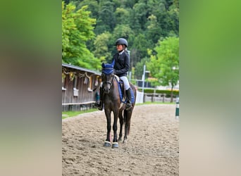 More ponies/small horses, Gelding, 4 years, 13,1 hh, Gray-Dark-Tan