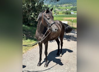 More ponies/small horses, Gelding, 4 years, 13,1 hh, Gray-Dark-Tan