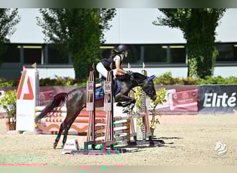 More ponies/small horses, Gelding, 4 years, 13,1 hh, Gray-Dark-Tan