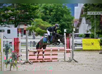 More ponies/small horses, Gelding, 4 years, 13,1 hh, Gray-Dark-Tan
