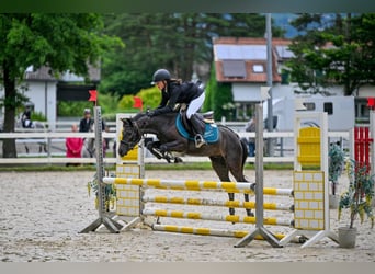 More ponies/small horses, Gelding, 4 years, 13,1 hh, Gray-Dark-Tan