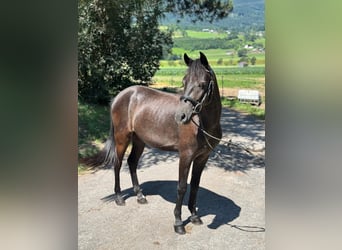 More ponies/small horses, Gelding, 4 years, 13,1 hh, Gray-Dark-Tan