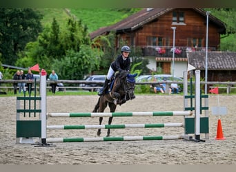 More ponies/small horses, Gelding, 4 years, 13,1 hh, Gray-Dark-Tan