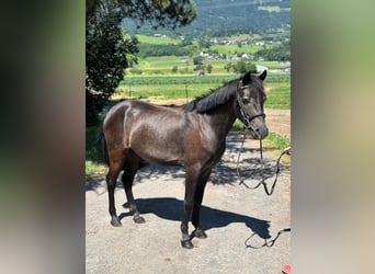 More ponies/small horses, Gelding, 4 years, 13,1 hh, Gray-Dark-Tan