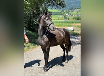 More ponies/small horses, Gelding, 4 years, 13,1 hh, Gray-Dark-Tan